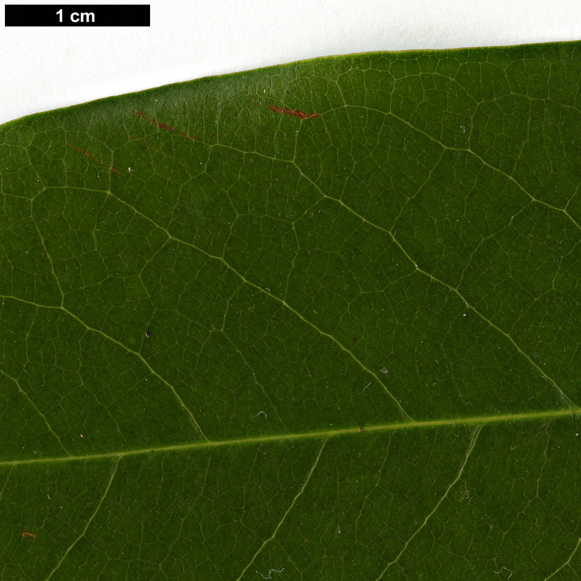 High resolution image: Family: Magnoliaceae - Genus: Magnolia - Taxon: cavaleriei - SpeciesSub: var. platypetala